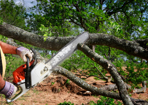 Best Best Tree Removal Services  in Santa Cruz, CA